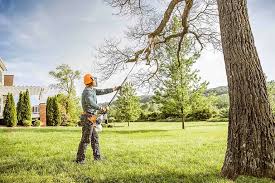 Professional Tree Services in Raven, VA