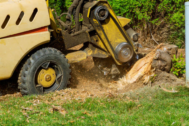 Best Tree Risk Assessment  in Raven, VA