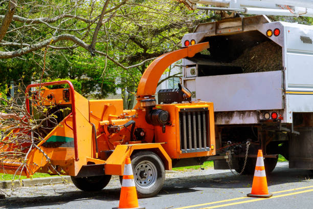 Best Storm Damage Tree Cleanup  in Raven, VA