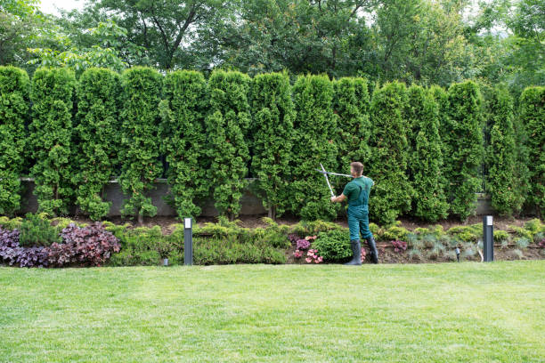 Best Tree Maintenance Programs  in Raven, VA
