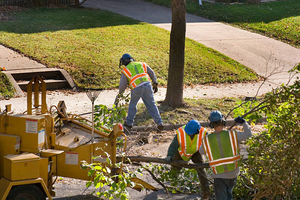 Best Hazardous Tree Removal  in Raven, VA
