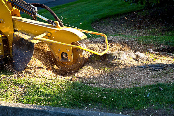 Best Lot and Land Clearing  in Raven, VA