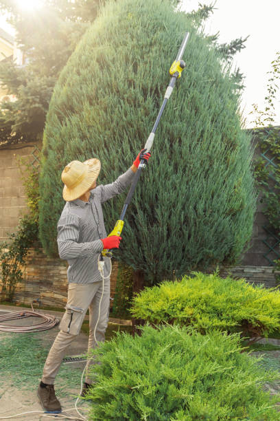 Best Lawn Pest Prevention  in Raven, VA