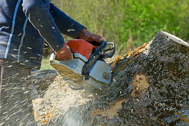 Best Lawn Grading and Leveling  in Raven, VA