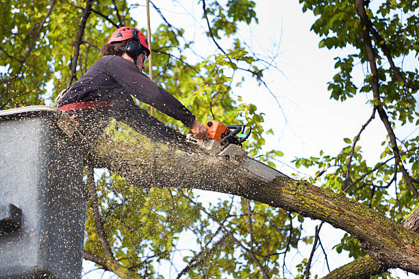 Best Pest Control for Lawns  in Raven, VA