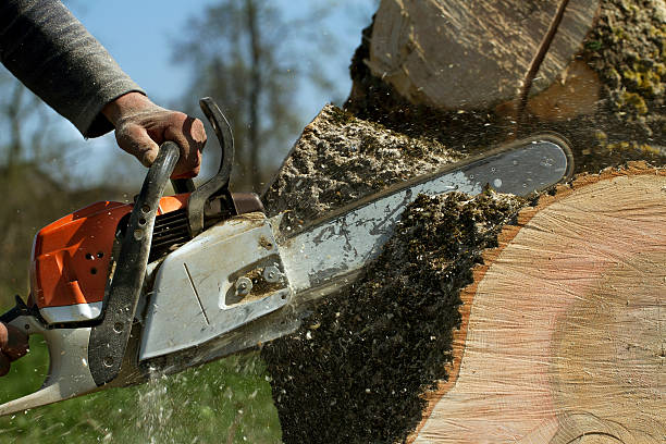 Best Fruit Tree Pruning  in Raven, VA