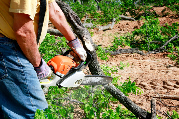 Best Root Management and Removal  in Raven, VA
